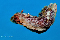 Spanish dancer -coral bay - by Dave Baxter 